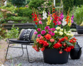 Kleurrijke zomerbloemen combination