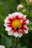 Dahlia Red and White Emperor