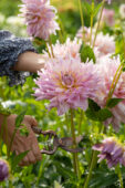 Picking flowers, Dahlia Kidds Climax