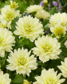 Dahlia Berliner Lemon