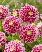 Dahlia Jowey 18-02