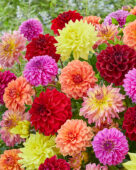 Dahlia Go Go Mix, Pink, Purple, Yellow, Red, Peach, Pink-Yellow