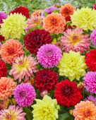 Dahlia Go Go Mix, Pink, Purple, Yellow, Red, Peach, Pink-Yellow