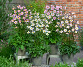 Anemone Royal Blanco, Anemone Royal Pink, Anemone Royal Blush, Anemone Royal Bicolour Pink