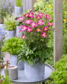 Anemone Fantasy Ariel