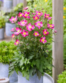 Anemone Fantasy Ariel