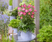 Anemone Fantasy Ariel