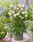 Anemone Fantasy Elsa