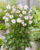 Anemone Fantasy Elsa