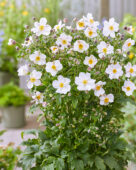 Anemone Fantasy Elsa