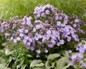 Purple flowering perennial combination