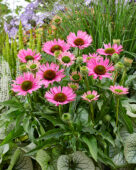 Echinacea SunSeekers Bubblelicious