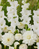 Bright white summer blend