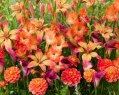 Sizzling summer blend