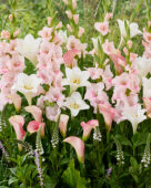 Zijdezachte zomerbollen mix