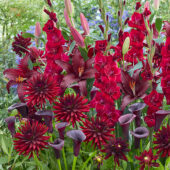 Crimson zomerbloemen mix