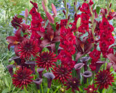 Crimson coloured summer blend