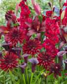 Crimson coloured summer blend