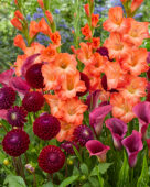 Orange and red flowerbulb combination
