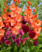 Orange and red flowerbulb combination