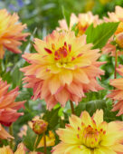 Dahlia Estimate