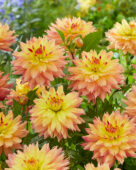 Dahlia Estimate
