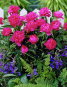 Paeonia Top Splendid