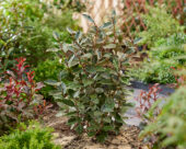 Elaeagnus x ebbingei Compacta