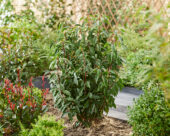 Prunus lusitanica Angustifolia