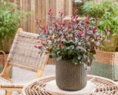 Photinia x fraseri Corallina