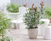 Photinia x fraseri Louise