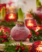 Wax Amaryllis kerst