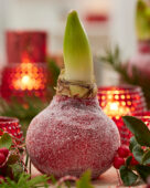 Wax Amaryllis kerst
