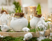 Wax Amaryllis Christmas