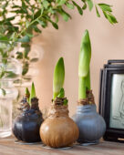 Wax Amaryllis