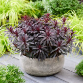 Euphorbia Miner's Merlot, Miners Merlot