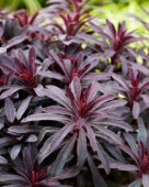 Euphorbia Miner's Merlot, Miners Merlot