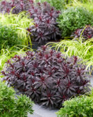 Euphorbia Miner's Merlot, Miners Merlot