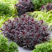 Euphorbia Miner's Merlot, Miners Merlot