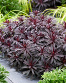 Euphorbia Miner's Merlot, Miners Merlot