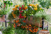 Tomaten in terras container
