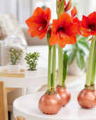 Wax Amaryllis