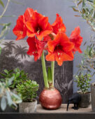 Wax Amaryllis