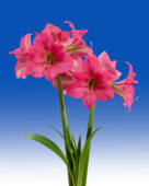 Hippeastrum Pretty in Pink