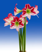 Hippeastrum Route 66