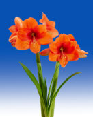 Hippeastrum Rising Star