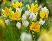 Crocus Little Amber, Crocus versicolor Picturatus
