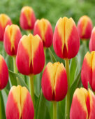 Tulipa Soprano