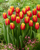 Tulipa Soprano