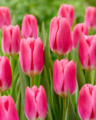 Tulipa Pink Velvet